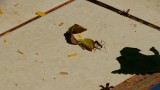 Sterk beestje die leaf cutter ant