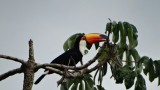 Toekan hoog in de boom