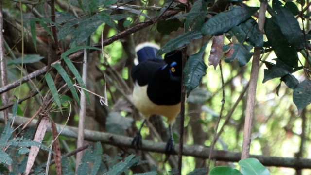 Trogon