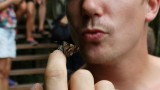 Close butterfly