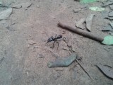 Black army ant