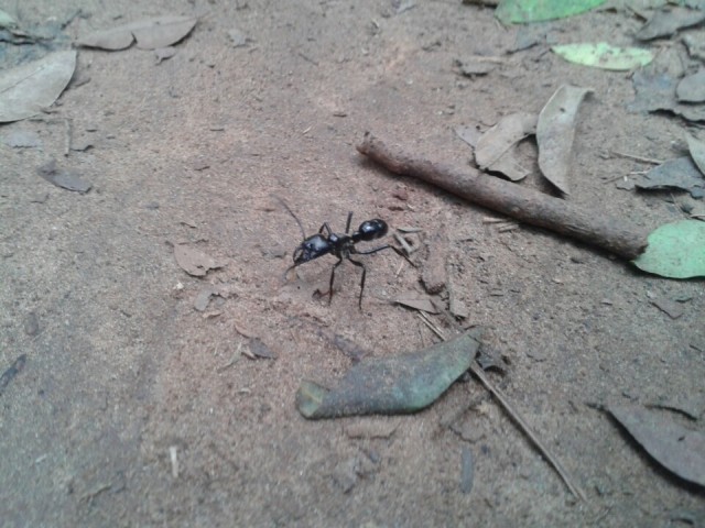 Black army ant