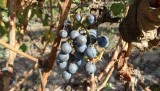 Verse Malbec druiven