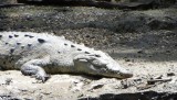 kokodrillo