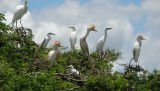 birdwatchers