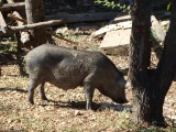 DSC08066