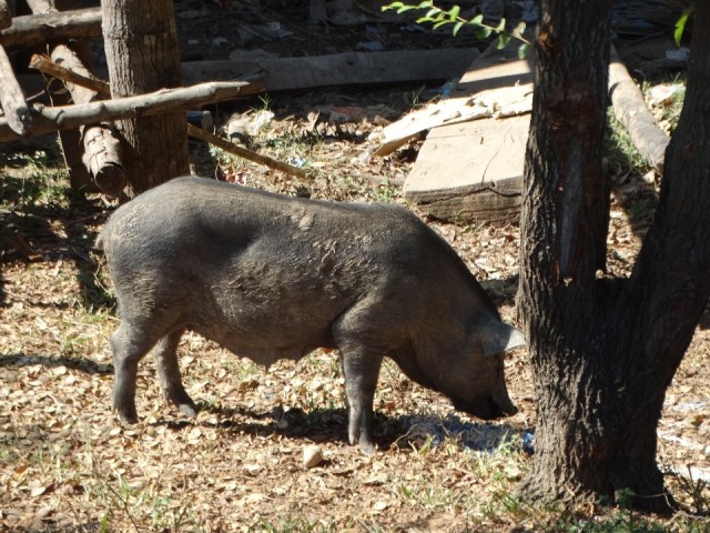 DSC08066