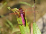 DSC01270