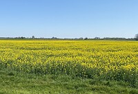 IMG_7314