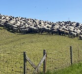 IMG_7318