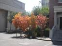 Paramount Studios