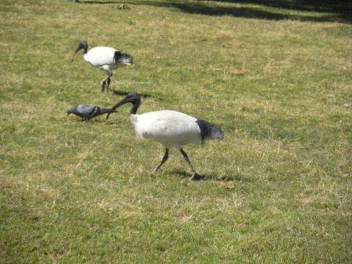 White Ibis, loopt hier tussen de duiven...