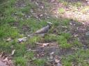 Vogeltje