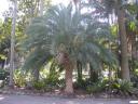 een palmboom