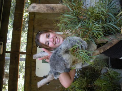 koala