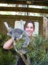 koala
