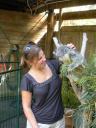 koala