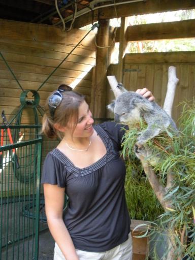 koala