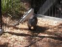 wombat