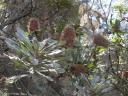 Morton National Park + wildlife + Fitzroy Falls