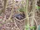 Morton National Park + wildlife + Fitzroy Falls
