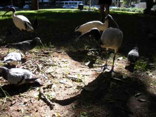 08. Ibis 14.10