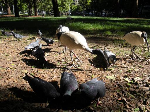 09. Ibis 14.10