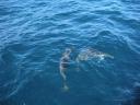 58. Dolphins