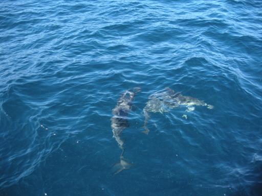 58. Dolphins
