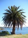 26. Palmtree
