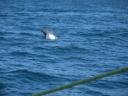 43. Dolphins!