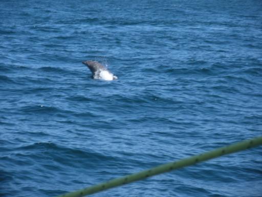 43. Dolphins!