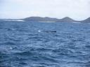 49. Whales