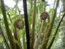31. Mait's Rest Rainforest Walk
