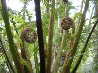 31. Mait's Rest Rainforest Walk