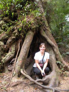 30. Mait's Rest Rainforest Walk