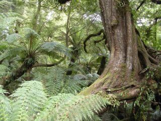 29. Mait's Rest Rainforest Walk