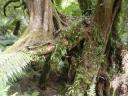 28. Mait's Rest Rainforest Walk