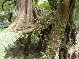 28. Mait's Rest Rainforest Walk