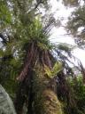 27. Mait's Rest Rainforest Walk