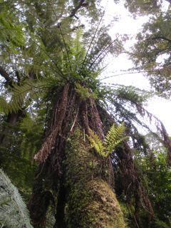 27. Mait's Rest Rainforest Walk