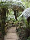 26. Mait's Rest Rainforest Walk