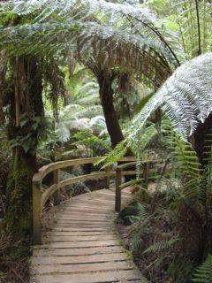 26. Mait's Rest Rainforest Walk