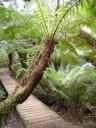 25. Mait's Rest Rainforest Walk