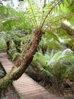 25. Mait's Rest Rainforest Walk