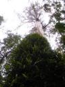24. Mait's Rest Rainforest Walk