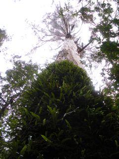 24. Mait's Rest Rainforest Walk