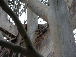 23. Baby koala
