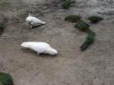 22. Cockatoos