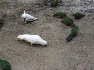 22. Cockatoos